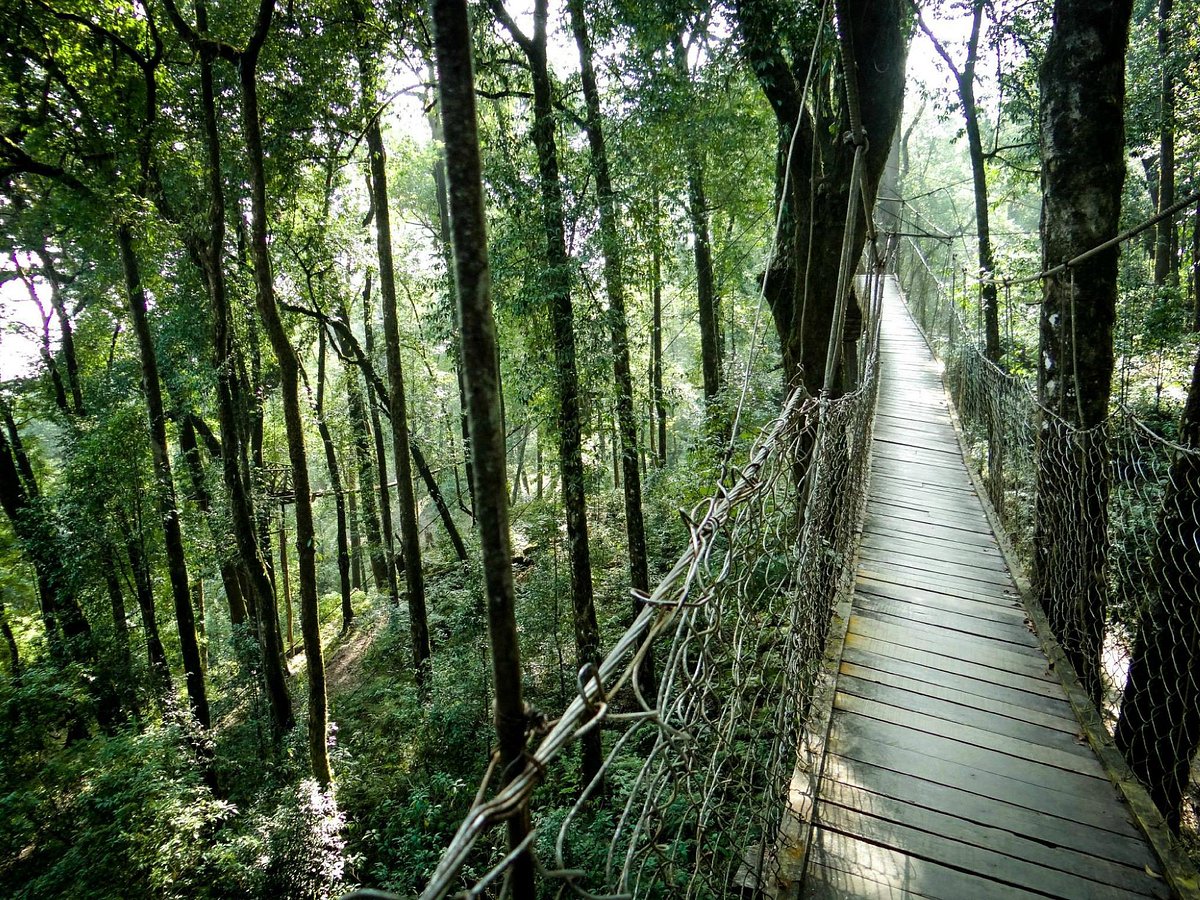 Lolegaon Canopy Walk
